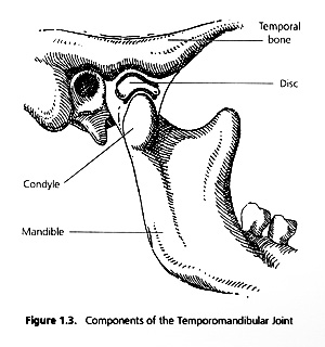 Temporomandibular Joint